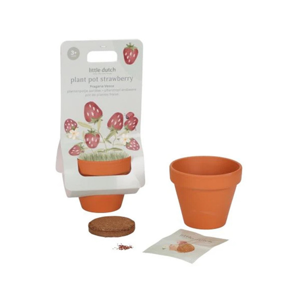 Little Dutch saksija sa jagodama